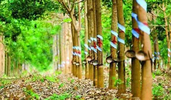 印度2022財年的天膠產(chǎn)量或無法達(dá)到目標(biāo)